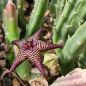 Preview: Stapelia cedrimontana